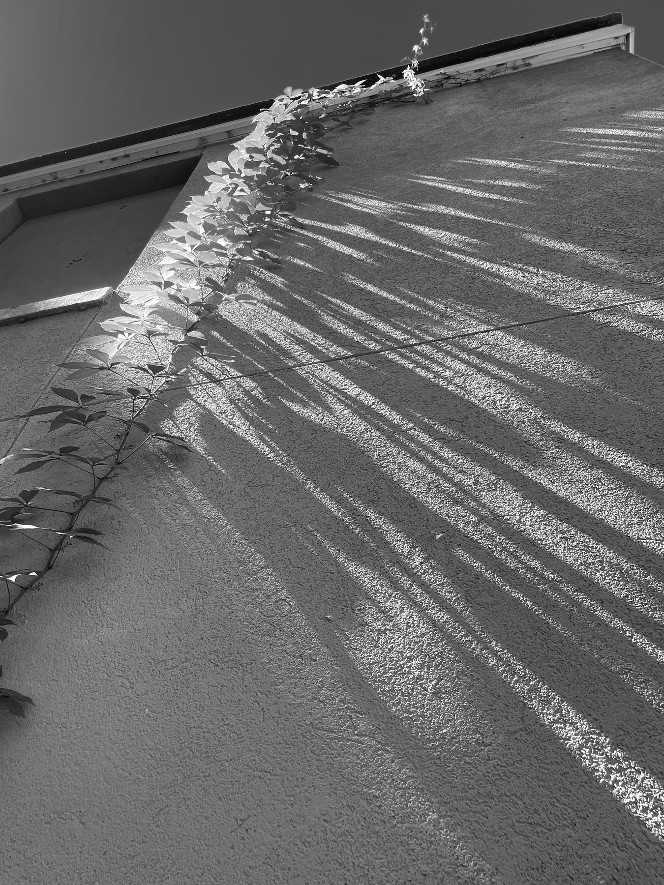 Yamacraw Village, Savannah. Photograph 25 of 38 by Jonathan Vasata.
